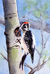 Lunch - Hairy Woodpecker