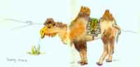 Gobi Bactrian Camel, Inner Mongolia