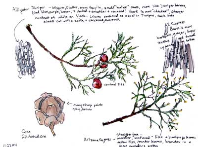 Comparing Trees